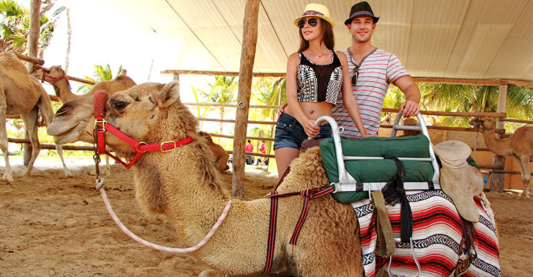 camel-farm